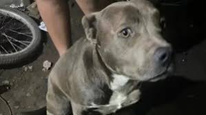 Lee más sobre el artículo “Nunca pasó una cosa así”: hablaron los dueños de los pitbulls que habrían matado al niño en La Plata