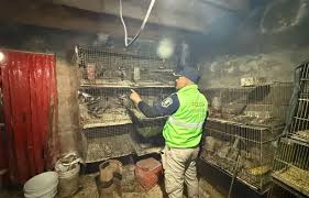 Lee más sobre el artículo La Plata: rescataron a más de 200 animales que estaban atrapados en una casa