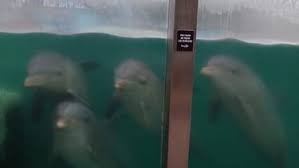 Lee más sobre el artículo Denuncian que hay delfines y lobos marinos abandonados en el ex Aquarium de Mar del Plata