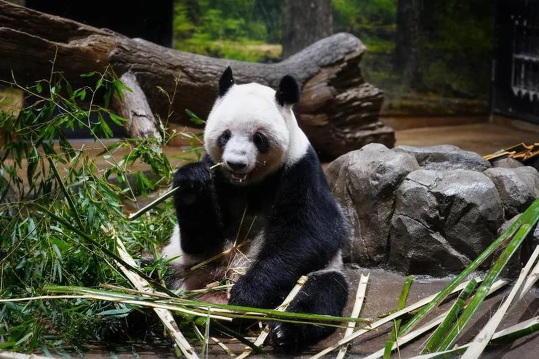 Lee más sobre el artículo Partieron hacia China los últimos dos pandas que estaban en Japón