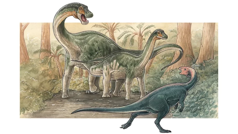 Lee más sobre el artículo Descubren una nueva especie de dinosaurio saurópodo en Neuquén