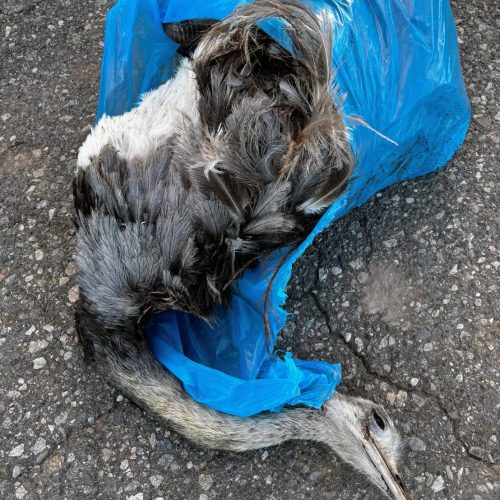 Lee más sobre el artículo Villa Mercedes: demoraron a dos jóvenes que trasladaban un avestruz sin vida